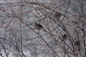 Little figures of a tiger and a panther!