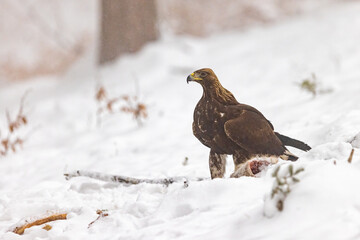 Golden Eagle (Aquila chrysaetos) standing on snow in wintertime nature. Wild bird watching.