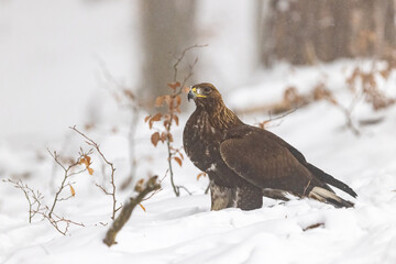 Golden Eagle (Aquila chrysaetos) standing on snow in wintertime nature. Wild bird watching.