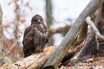 Common buzzard ( buteo buteo ) feeding food . Wildlife scenery, winter time, snow background. Birds...