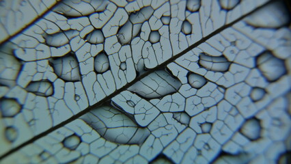 gouttes de pluie sur feuille de Pipal décomposée. (Figuiers des Pagodes ou Ficus Religiosa)