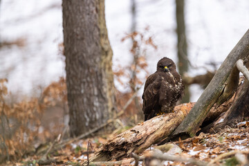 Common buzzard ( buteo buteo ) feeding food . Wildlife scenery, winter time, snow background. Birds of prey, Predator.