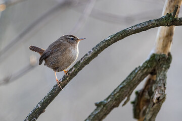 Eurasian Wren (Troglodytes troglodytes). Bird sitting on a branch . Wildlife. The beauty of wildlife.