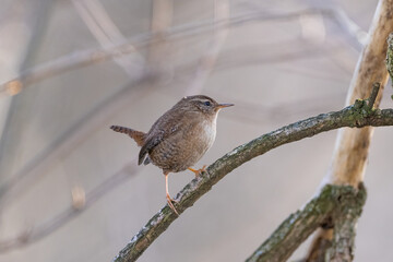 Eurasian Wren (Troglodytes troglodytes). Bird sitting on a branch . Wildlife. The beauty of wildlife.