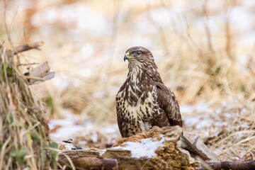 Common buzzard ( buteo buteo ) feeding food . Wildlife scenery, winter time, snow background. Birds of prey, Predator.