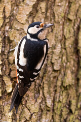 Great spotted woodpecker (Dendrocopos major) on a tree.