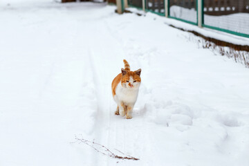 First snow. A ginger cat is walking in the snow. Snowing. A hungry cat walks along the path. Abandoned cat.