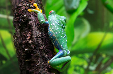 Red - eyed Tree Frog. (Latin Agalychnis callidryas).
 This is one of the most beautiful frogs. The eyes are large, the pupils are vertical. The fingers are short, with thick pads on which there are su