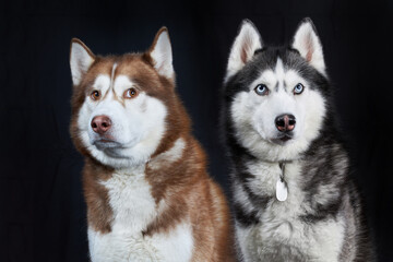 Two Siberian Husky dogs, front view, isolated on black background
