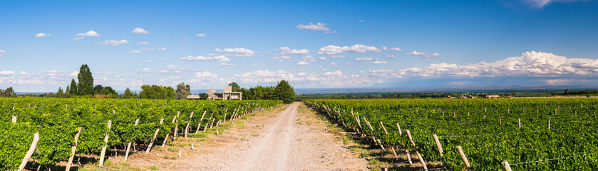Fototapeta na wymiar Vineyards at Bodega La Azul, a winery in Uco Valley (Valle de Uco), a wine region in Mendoza Province, Argentina, South America