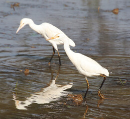 Insects are searching for food in the water of heron river. 