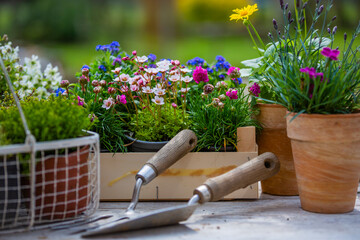 Seedlings of spring flowers on a table in the garden.