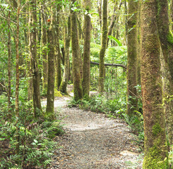 Obraz premium Springbrook national park 