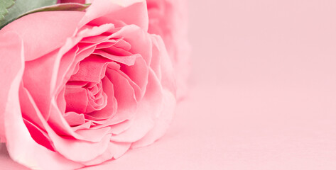 Close up pink rose on pink background. Card for Valentines, Mom, Women's day and 8 March. Copy space, mock up, banner