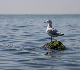 Seagull standing on vibrant green mossy rocks by the sea