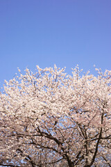 青空の中で満開の暖流桜	