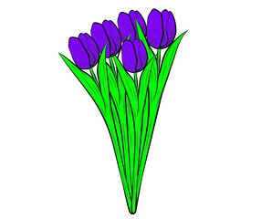 Vector tulip bouquet isolated on a white background.