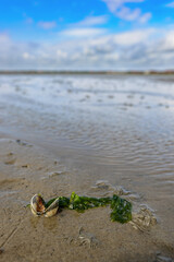 Sea shell in the wadden sea at low tide at Juist, East Frisian Islands, Germany.