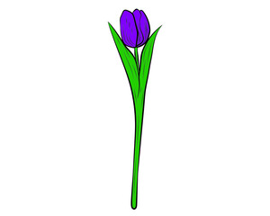 Vector illustration of a realistic tulip. Vector illustration
