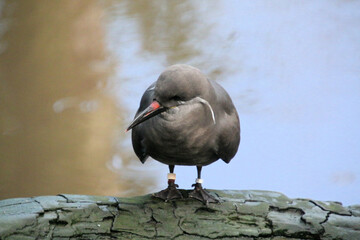 A view of an Inca Tern