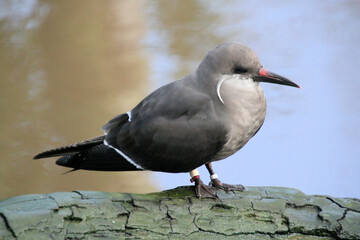 A view of an Inca Tern