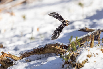 The Great spotted woodpecker (Dendrocopos major) flying in winter time full of snow. Acrobatic flight