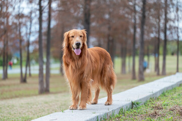 Golden Retriever walking in the park
