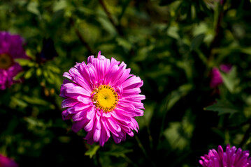 Obraz premium Close-up of autumn aster in flower garden where flower is cultivated