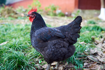 A black hen foraging outdoors