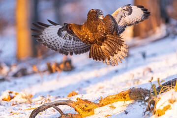 Common buzzard ( buteo buteo ) duel of predators for prey. Wildlife scenery. Air battle of two...