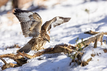 Common buzzard ( buteo buteo ) feeding food . Wildlife scenery, winter time, snow background. Birds...