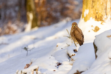 The Common buzzard ( buteo buteo ) sitting on a branch in the winter forest. Wildlife scenery. Birds of prey, Predator.