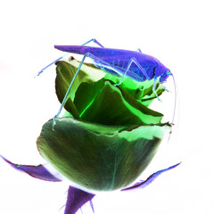 neon grasshopper is sitting on the Bud of roses