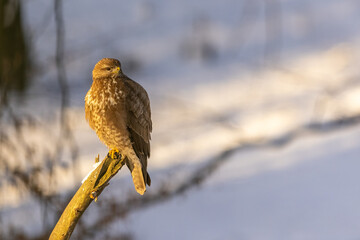 The Common buzzard ( buteo buteo ) sitting on a branch in the winter forest. Wildlife scenery. Birds of prey, Predator.