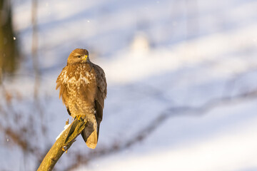 The Common buzzard ( buteo buteo ) sitting on a branch in the winter forest. Wildlife scenery. Birds of prey, Predator.