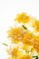 Daffodils  in the glass vase