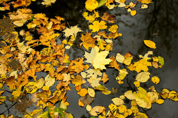 Autumn in the park. View on the water in the park