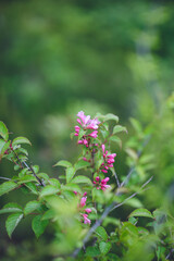 シコクママコナ, 武奈ヶ岳, 高山植物