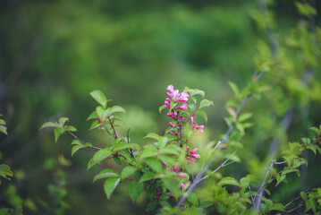 シコクママコナ, 武奈ヶ岳, 高山植物