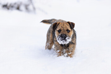 Cute little Border terrier puppy. Little dog in winter time on the snow.