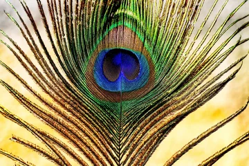 Foto op Plexiglas peacock feather close up. Peafowl feather background. Mor pankh. © Jalpa Malam