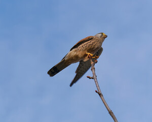 Common Kestrel (Falco tinnunculus) standing on a branch eating its prey
