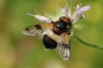 Volucelle transparente (Volucella pellucens)
