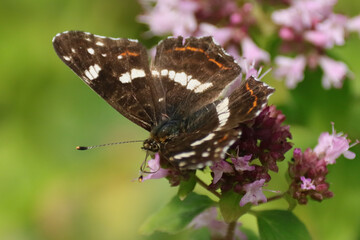 Carte géographique (Araschnia levana)
