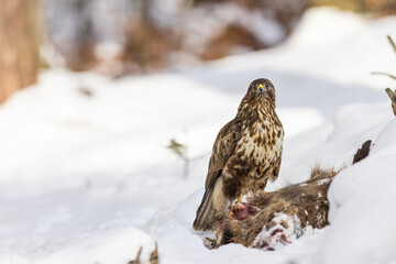 Common buzzard ( buteo buteo ) feeding food . Wildlife scenery, winter time, snow background. Birds of prey, Predator.