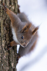 Red squirrel, (Sciurus vulgaris) Cute arboreal, omnivorous rodent . Portrait of eurasian squirrel in winter time.
