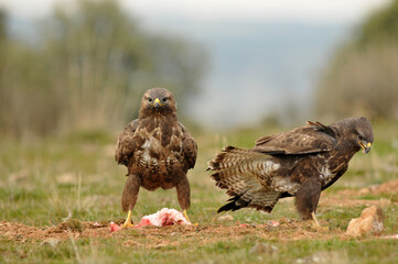buzzard eagle in the field