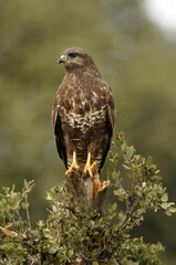 buzzard eagle in the field