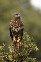 buzzard eagle in the field