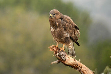 buzzard eagle in the field